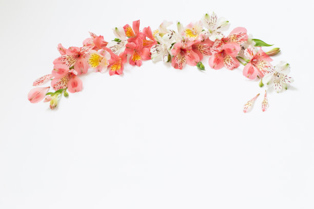 白色背景上的桤木花图片下载