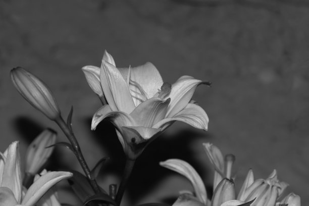 漂亮的黑白百合花图片下载