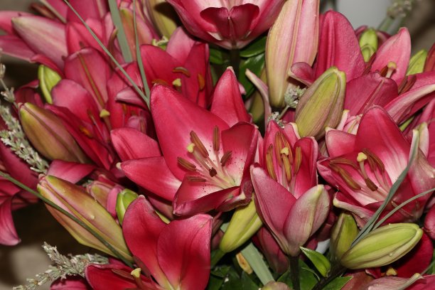 漂亮的彩色百合花图片下载