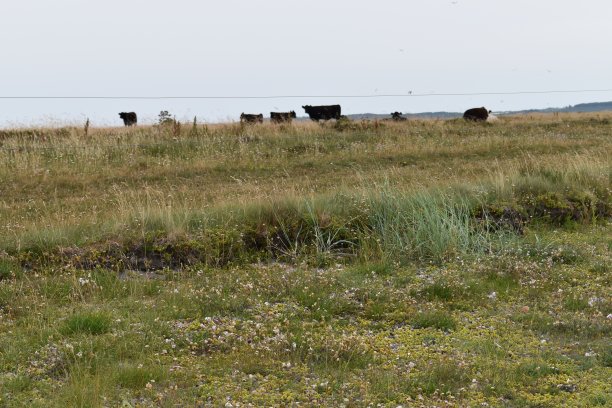 重点在前景与野花和一群牛是在围栏的背景。图片下载