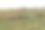 重点在前景与野花和一群牛是在围栏的背景。图片下载