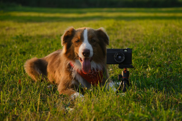 概念宠物看起来像人。狗专业摄影师与老式胶片相机三脚架。夏日夕阳下，棕色澳大利亚牧羊犬躺在绿草地上。外面是澳大利亚红色三色旗。图片下载