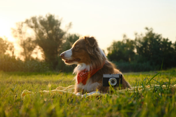 概念宠物看起来像人。狗的专业摄影师与老式胶片相机。夏天日落时，棕色的澳大利亚牧羊犬躺在黄色的毯子上。外面是澳大利亚红色三色旗。图片下载