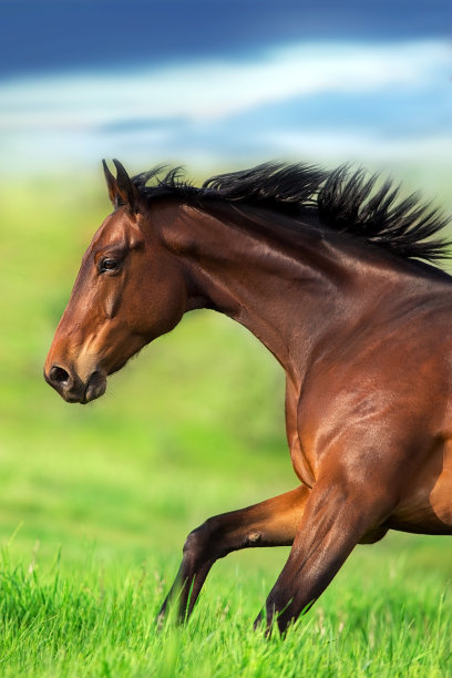 马在绿色的田野上奔跑图片下载