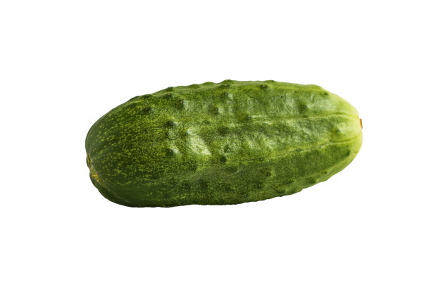 新鲜采摘的绿色有机丘疹黄瓜孤立在白色。白色背景上的黄瓜水果特写图片下载