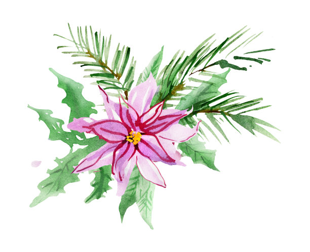 水彩一品红圣诞插图图片下载