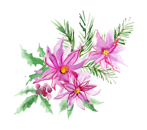 水彩一品红圣诞插图图片下载