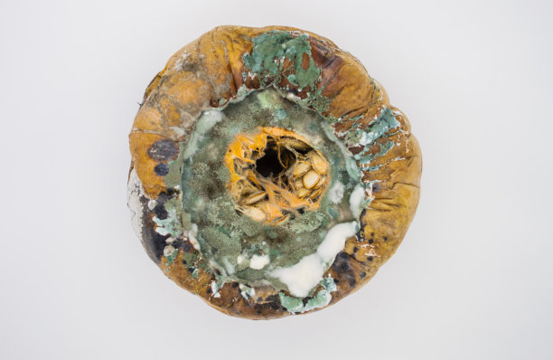 在白色背景上覆盖着绿色和白色霉菌的腐烂南瓜的俯视图图片下载