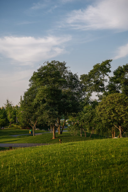 黄昏阳光下的树木和草地图片下载