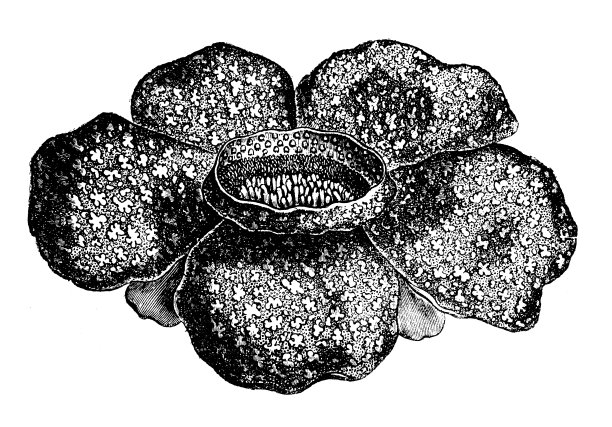 古植物学插图:香花、尸花图片下载