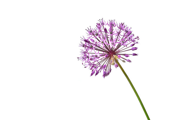 白色背景上一朵丁香花装饰洋葱图片下载