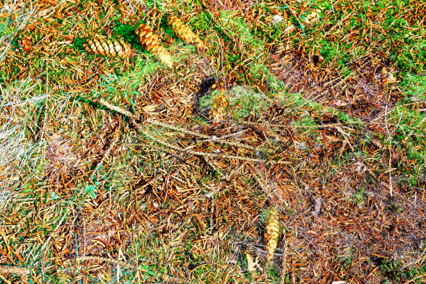 在欧洲森林中发现的带有苔藓和树枝的森林地面纹理。图片下载