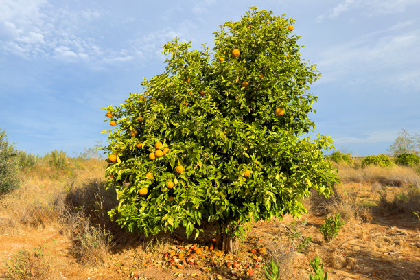 橘子树。农场里的橘子树。充满活力的橙色柑橘类水果。图片下载