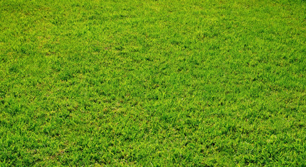 高尔夫球场的绿草作为设计的自然纹理背景。前视图。图片下载