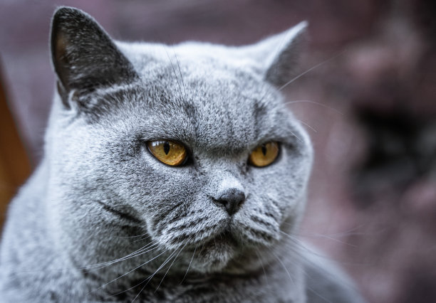 英国短毛猫小猫有着明亮的橙色眼睛图片下载