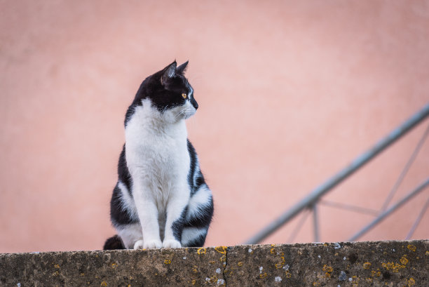 在卡塔尼亚，西西里，意大利，欧洲，世界遗产的卡塔吉隆街上的一只美丽的猫的肖像图片下载