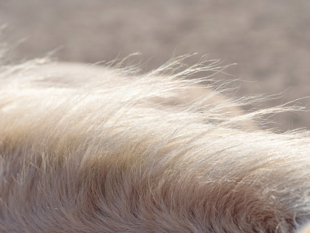 动物鬃毛特写。白色伊莎贝拉北欧马，鬃毛的细节图片下载