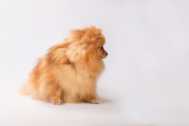 可爱的博美犬小狗坐在一个光背景，侧视图图片下载