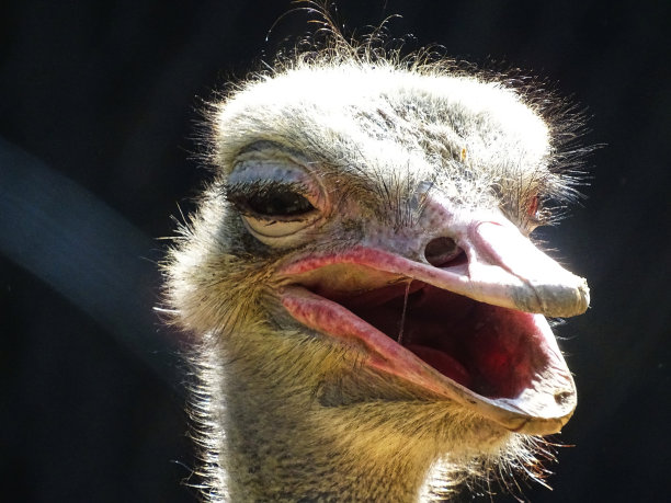 鸵鸟的肖像图片下载