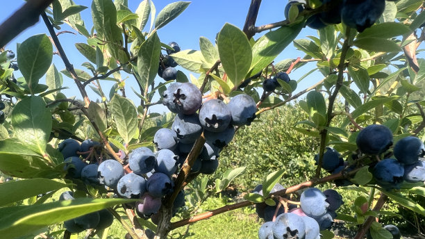 蓝莓灌木在阳光明媚的日子，有机多汁浆果，刚刚准备采摘，蓝莓植物生长在一个花园的田野，。蓝莓挂在树枝上，生物，有机健康食品图片下载