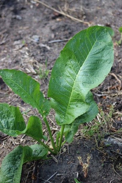 辣根的幼苗在地里生长图片下载