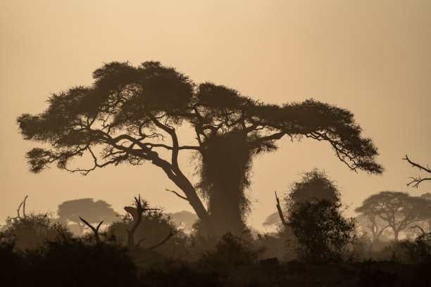 肯尼亚非洲大草原上尘土飞扬的树木剪影——日落黄金时刻的安布罗塞利国家公园图片下载