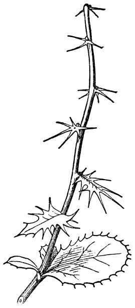 19世纪普通小檗(Berberis Vulgaris)灌木的茎部，从叶子到刺的转变图片下载