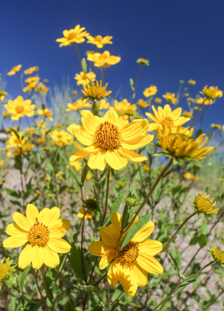 在怀俄明州提顿县的杰克逊(杰克逊洞)，华丽的金眼(阿斯特)图片下载