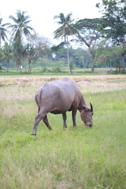 印尼水牛图片下载