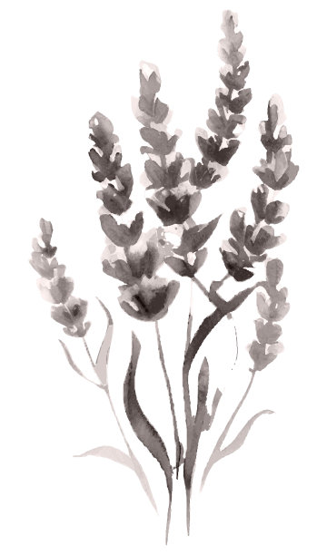 薰衣草灰色水彩风格插图图片下载