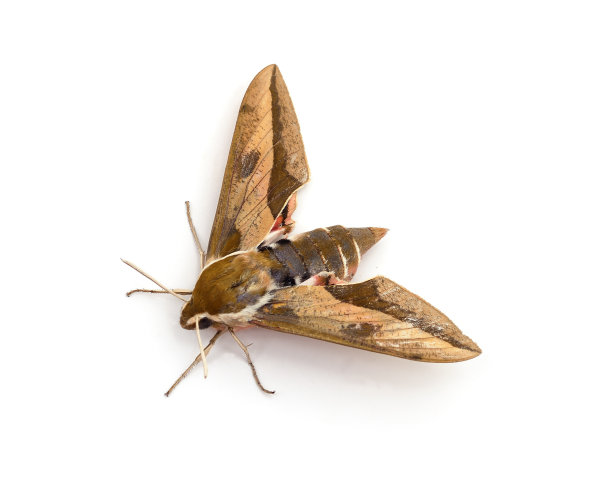 一种大戟蛾。图片下载