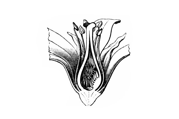 高柳柽柳(法国柽柳)图片下载