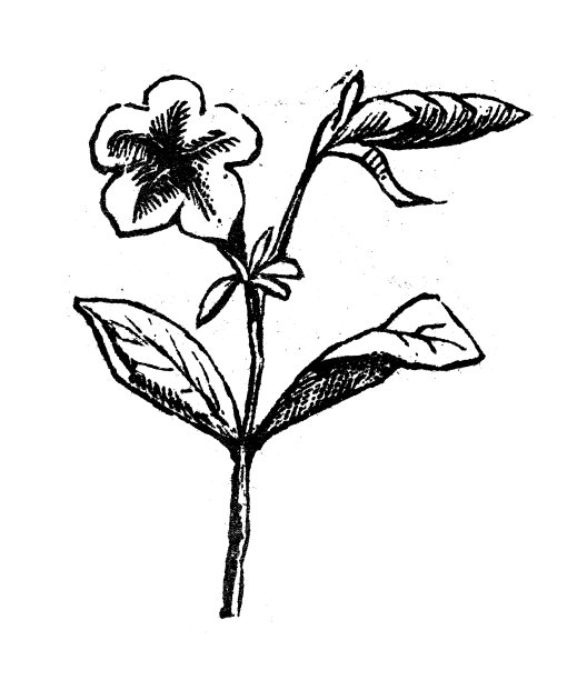 古董雕刻插图:佩妮图片下载