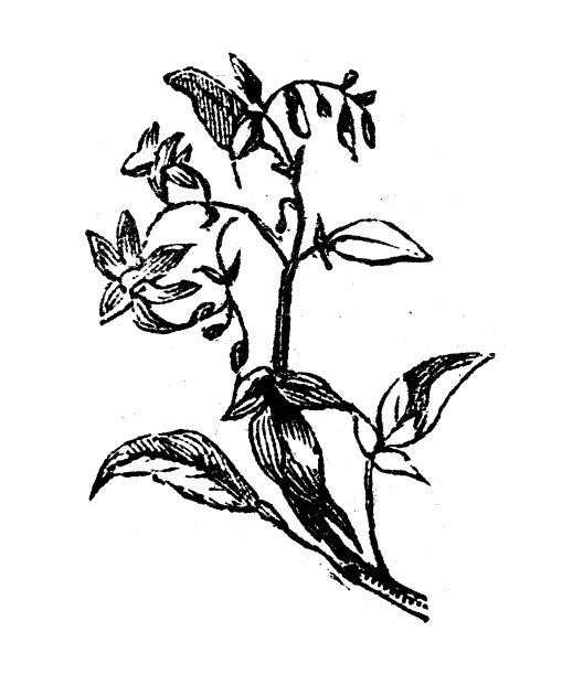 古玩雕刻插画:黑色龙葵图片下载