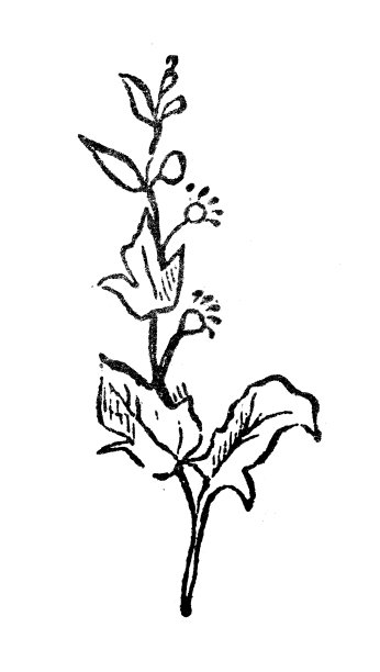 古董雕刻插图:菠菜图片下载