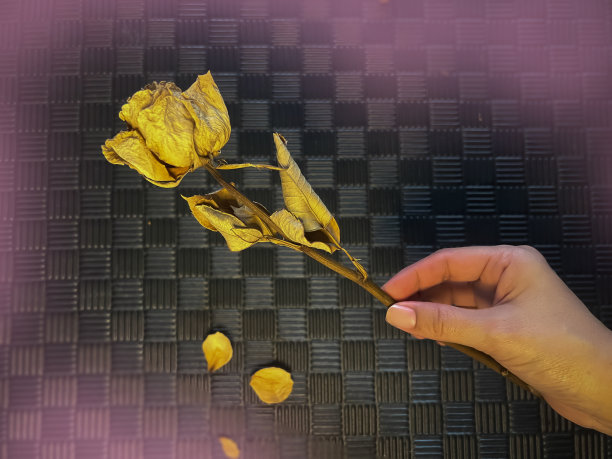 干玫瑰放在黑色的垃圾表面背景，图片下载