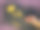 干玫瑰放在黑色的垃圾表面背景，图片下载