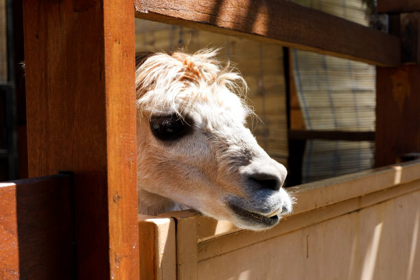 下午鹿在笼子里打哈欠的选择性聚焦。图片下载