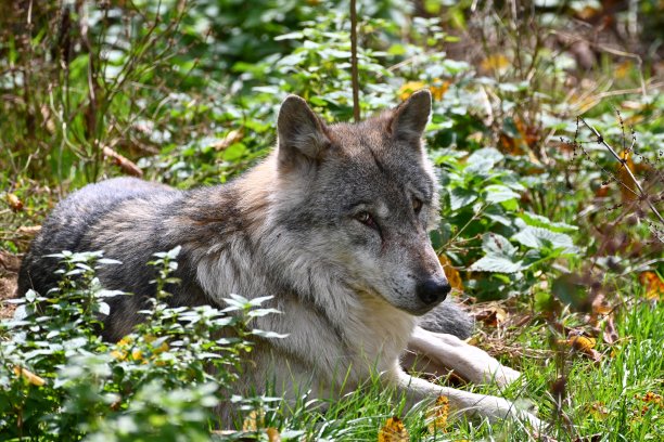 森林里的狼图片下载