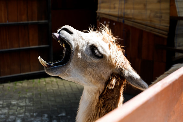 下午鹿在笼子里打哈欠的选择性聚焦。图片下载