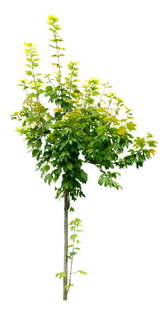 白色背景上孤立的绿树，用于设计、园林、广告和建筑的热带单株树。图片下载