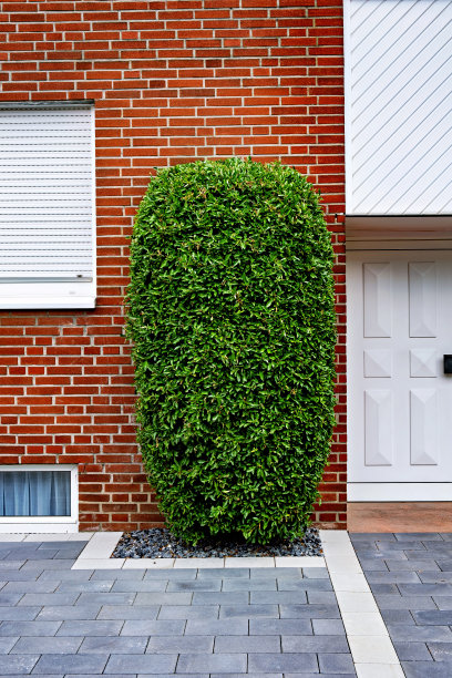 德国的红砖建筑，门前是白色的门和绿色的灌木图片下载