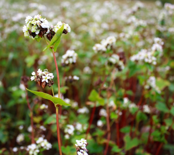 田间荞麦的成熟。图片下载