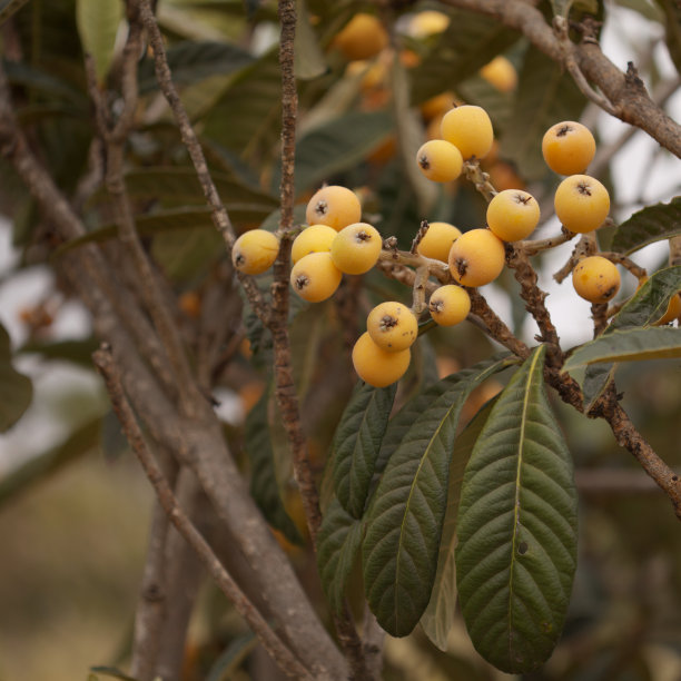 加纳利枇杷、枇杷的园艺图片下载