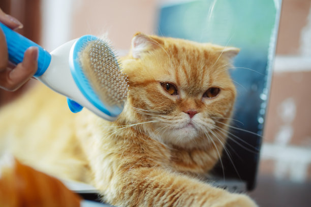 手工梳理猫毛，以可爱宠物的理念呵护。图片下载