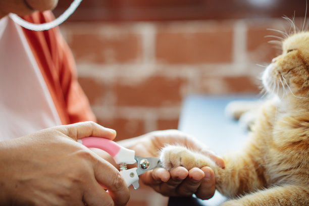 快乐的亚洲资深成熟女性与可爱的猫玩耍。图片下载