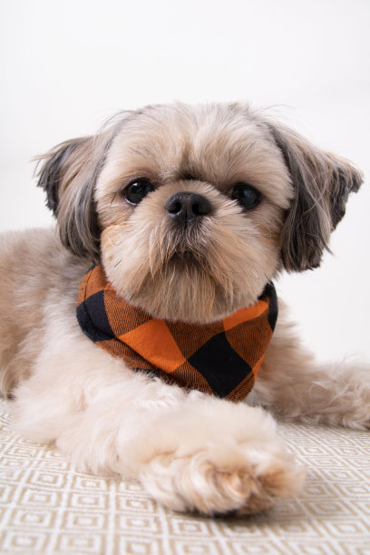 西施犬的照片，小品种的狗躺在沙发上，看着相机，朋友，宠物图片下载