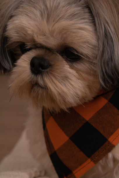 纯种狗西施躺在沙发上的照片。图片下载