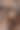 纯种狗西施躺在沙发上的照片。图片下载