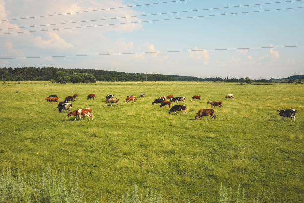 明亮的夏日田野，蔚蓝的天空和奶牛图片下载